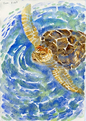 sea turtle_web.jpg