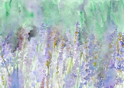 lavender field_yumi.jpg