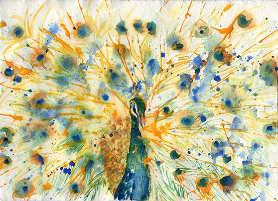 peacock_colour.jpg