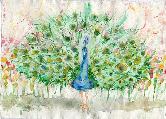 peacock.jpg