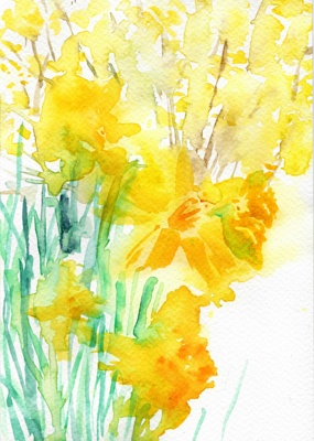daffodils in my garden.jpg
