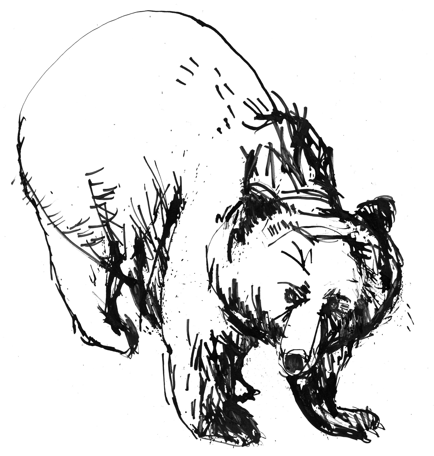 voegel-3