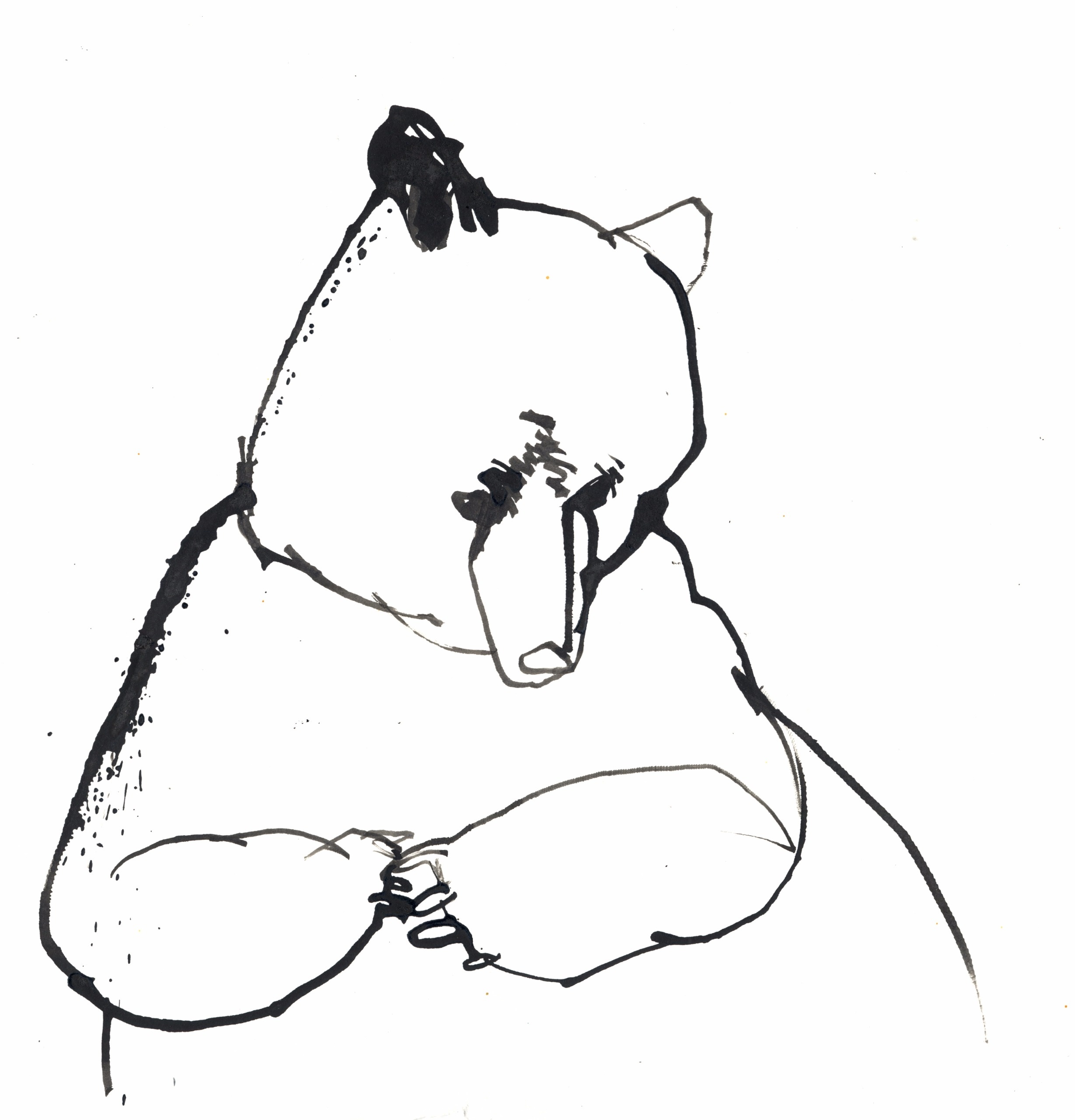 baer1