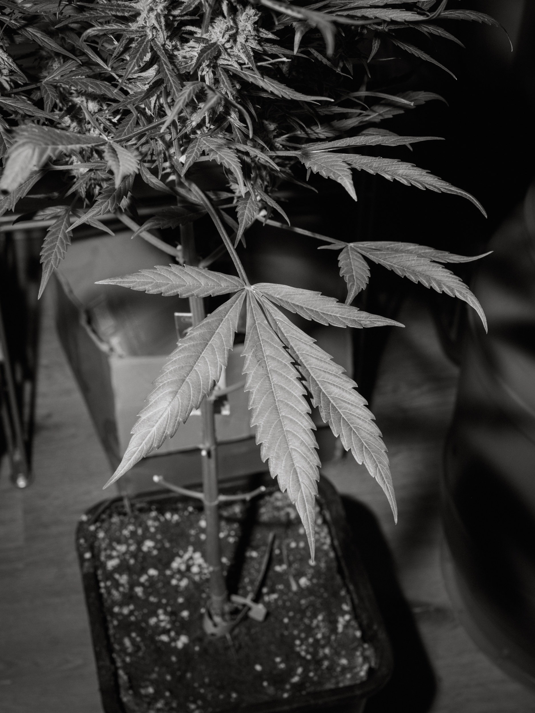 Canna_insta3-4.jpg