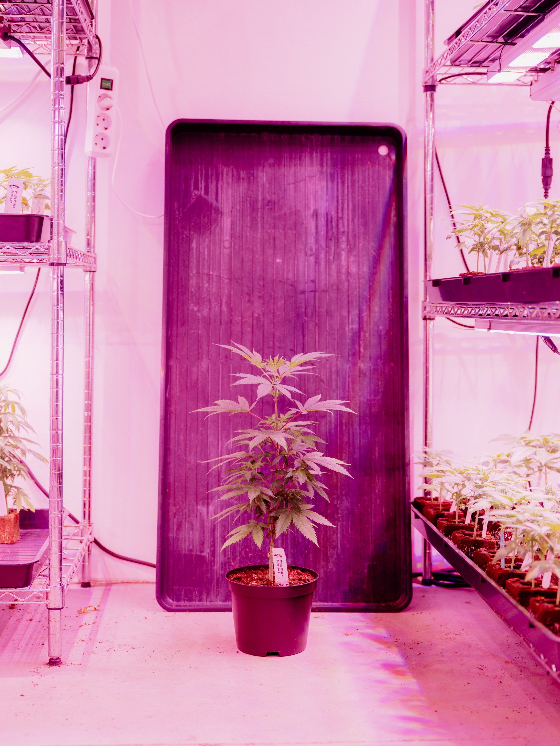 Canna_insta2-3.jpg