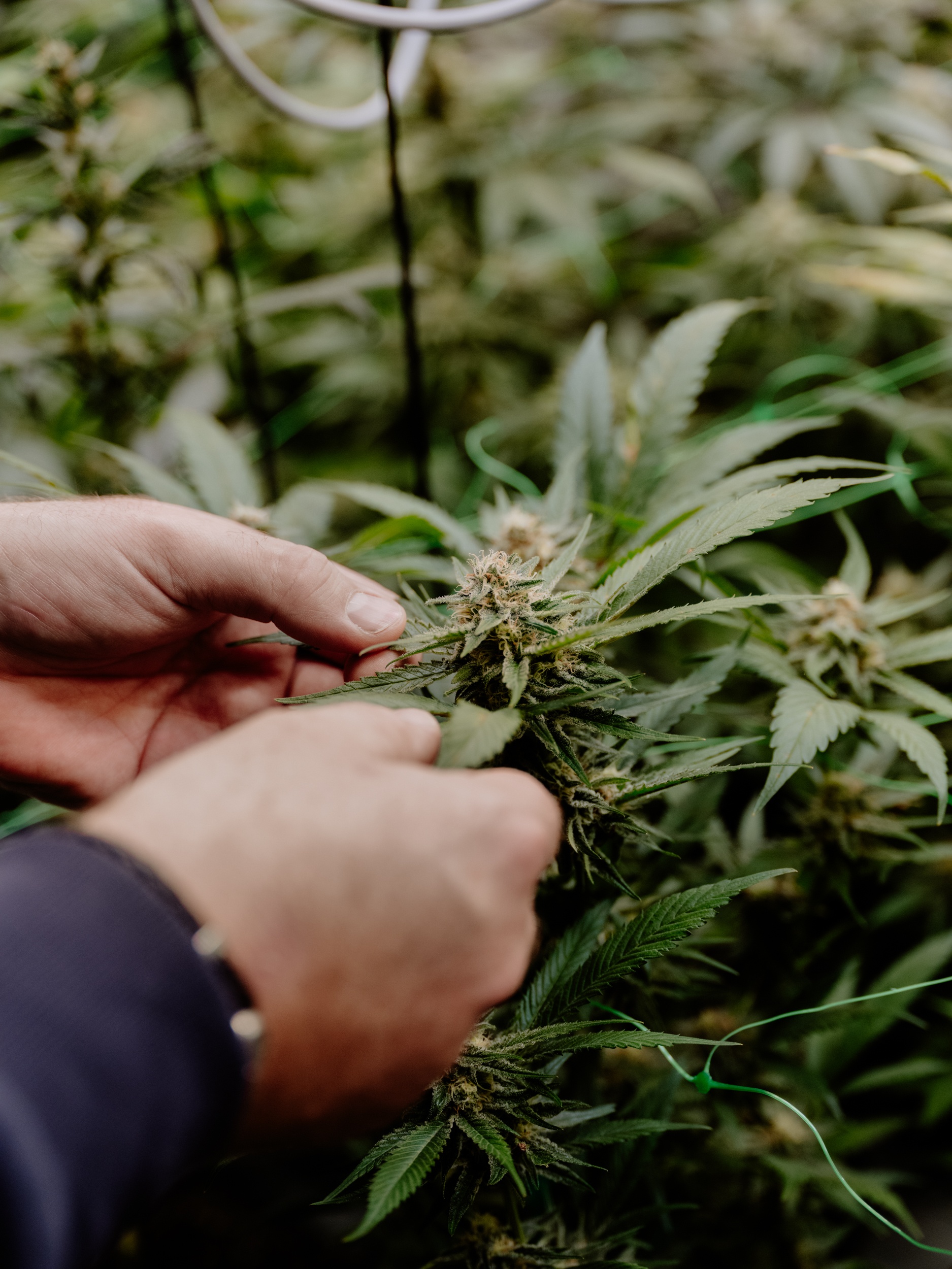 Cannabis_Insta_web-2.jpg
