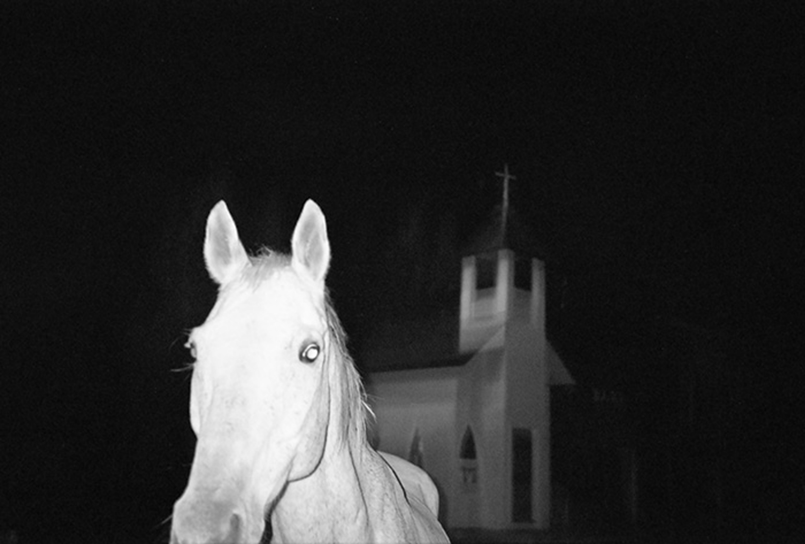 PhilippMeuser_KoljaWarnecke_horse