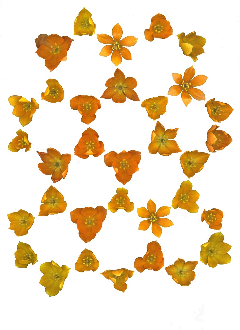 orange-1-001.jpg