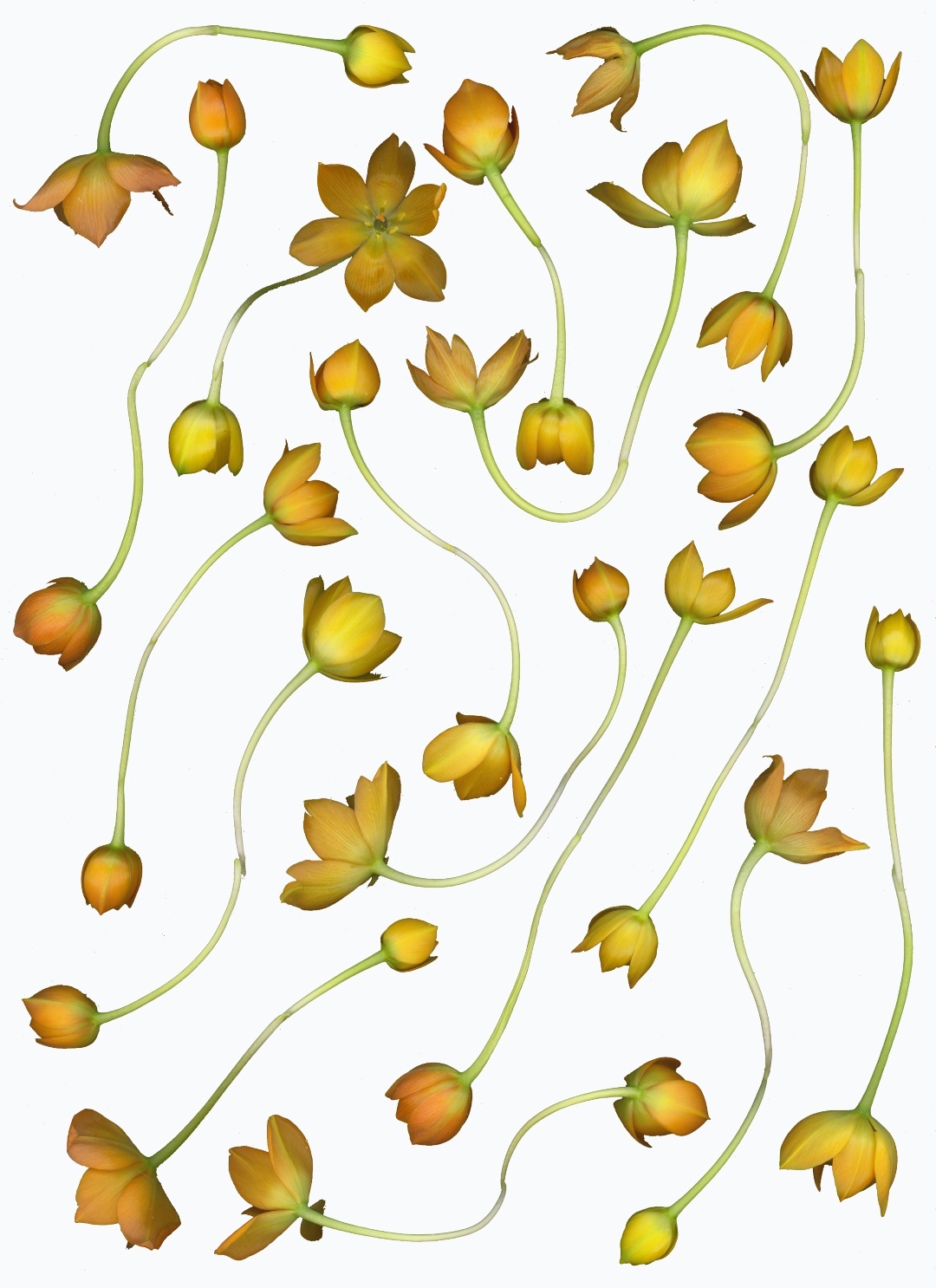 orange-2.jpg