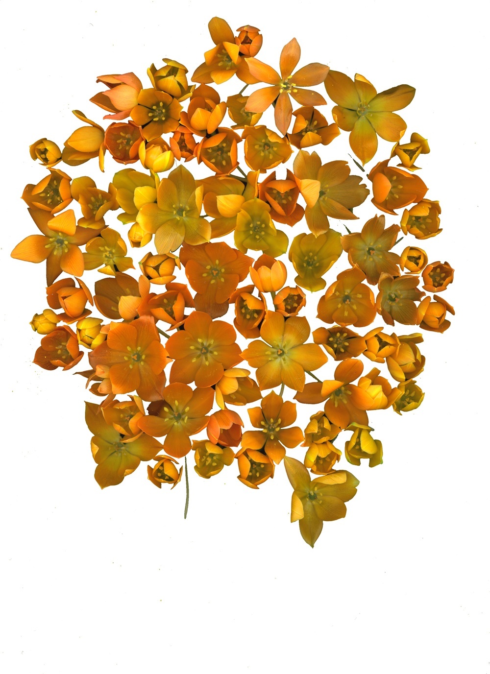 orange001.jpg