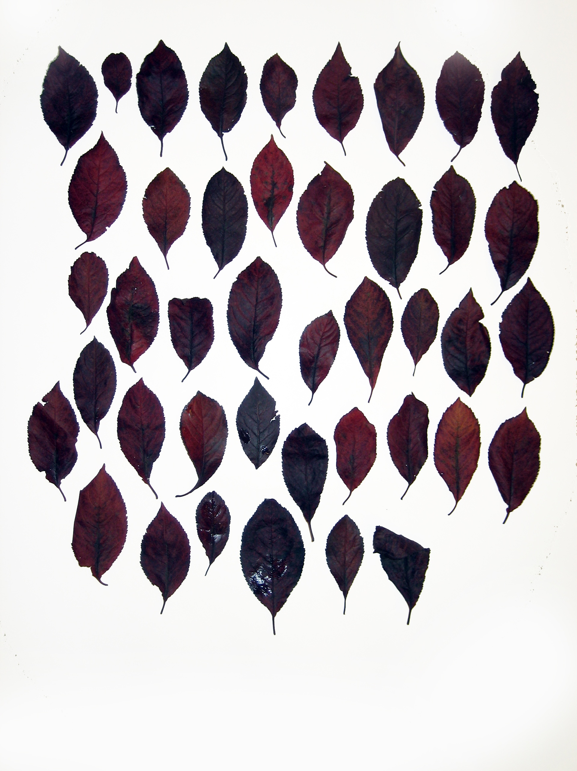 image (12).jpg